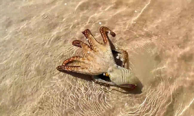 Οικογένεια έσωσε τη ζωή ενός χταποδιού – Δείτε πώς τους «είπε» ευχαριστώ (βίντεο)